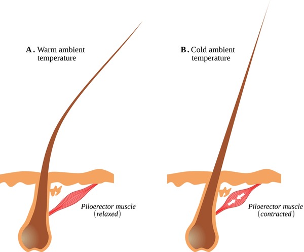 1+ Hundred Arrector Pili Muscle Royalty-Free Images, Stock Photos &  Pictures | Shutterstock